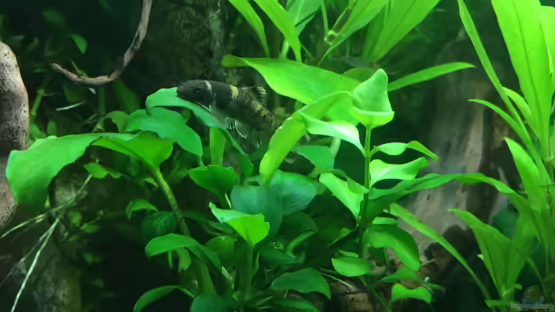 Aquarien mit Garra flavatra (Prachtalgenfresser)