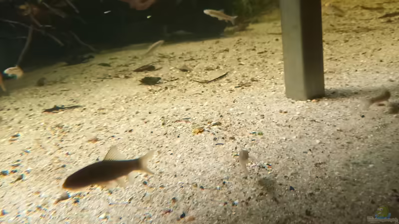 Aquarien mit Garra rufa (Kangal-Knabberfisch)