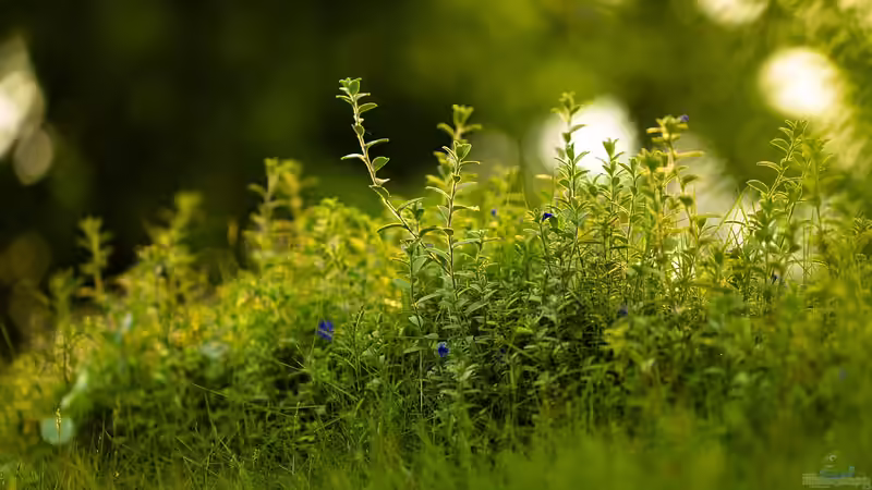Gartenbedarf für große Gärten: Welche Must Haves werden 2025 wichtig?