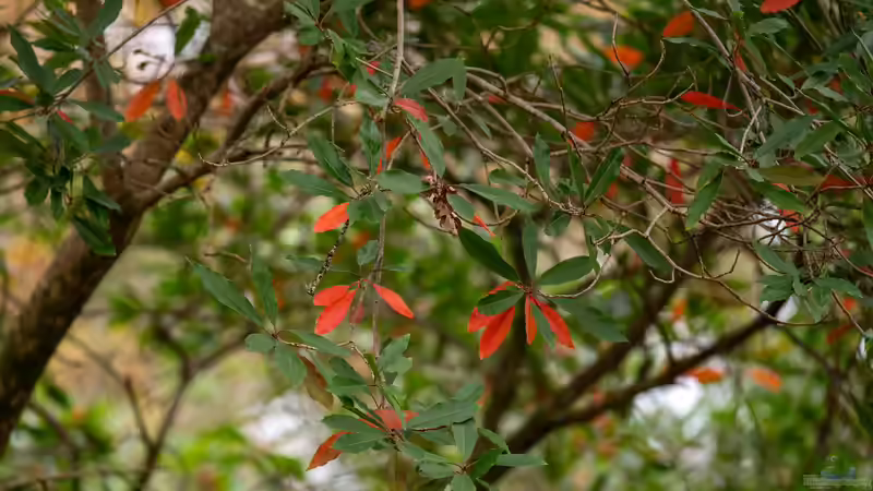 Gartenpflege im Herbst: Rhododendron - Pflege und Vorbereitung auf den Winter