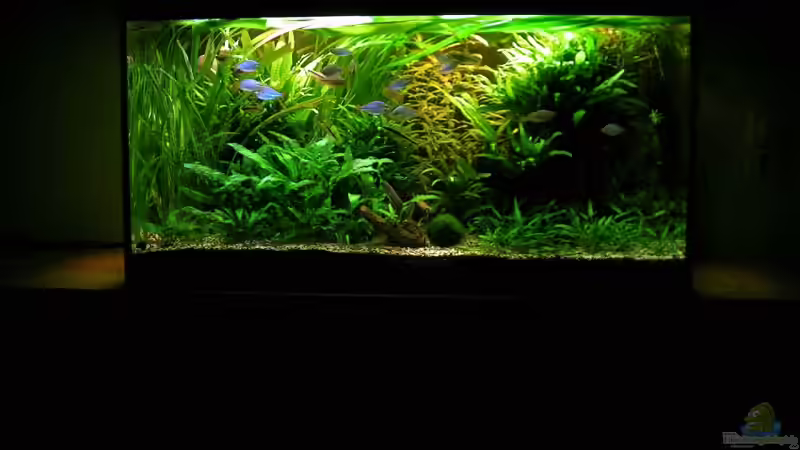 Geamt 21.3.09 Geamt 21.3.09