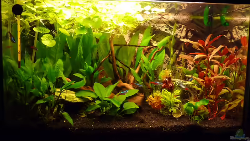 Geamtansicht Januar 2013 Geamtansicht Januar 2013