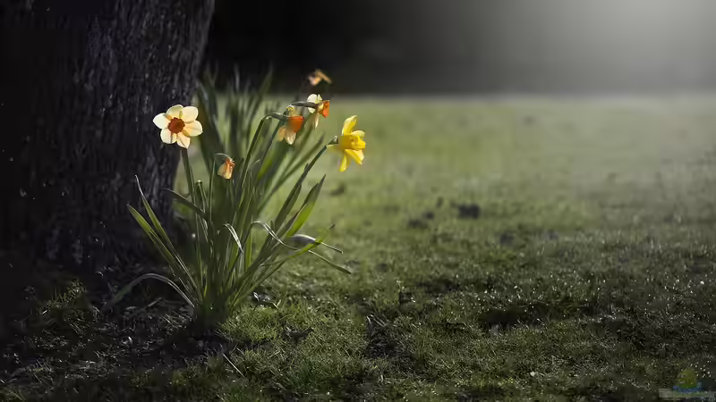 Geduld ist gefragt: Winterschaden oder Spätzünder?