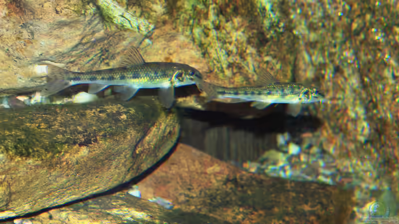 Geeignete heimische Fischarten für den Garteteich