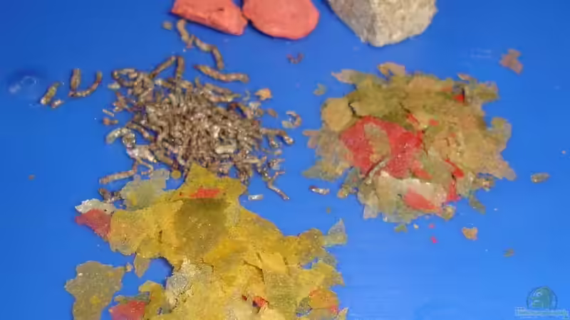 Genauer betrachtet: Unterschiedliches Futter für Zierfische