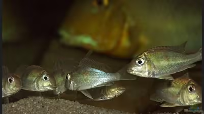 Aquarien mit Geophagus megasema