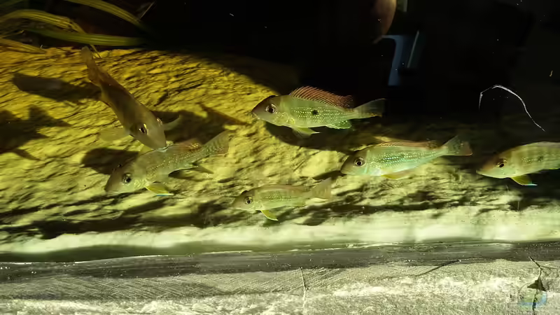 Geophagus neambi im Aquarium halten (Einrichtungsbeispiele für Neambi-Erdfresser)