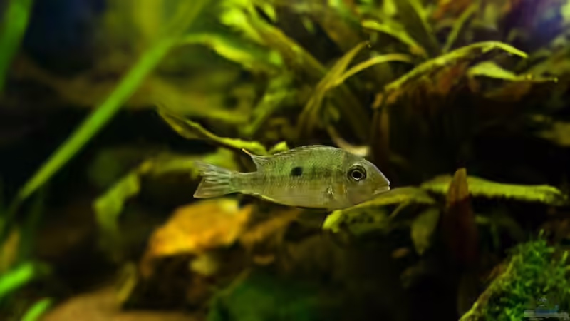 Einrichtungsbeispiele für Geophagus tapajos "Red Head" (Rotkopf-Erdfresser)