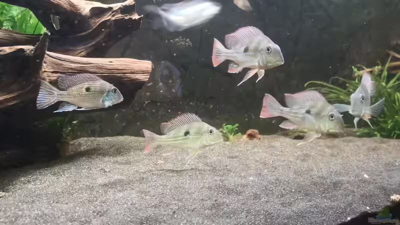 Aquarien mit Geophagus winemilleri (Rio Negro Erdfresser)