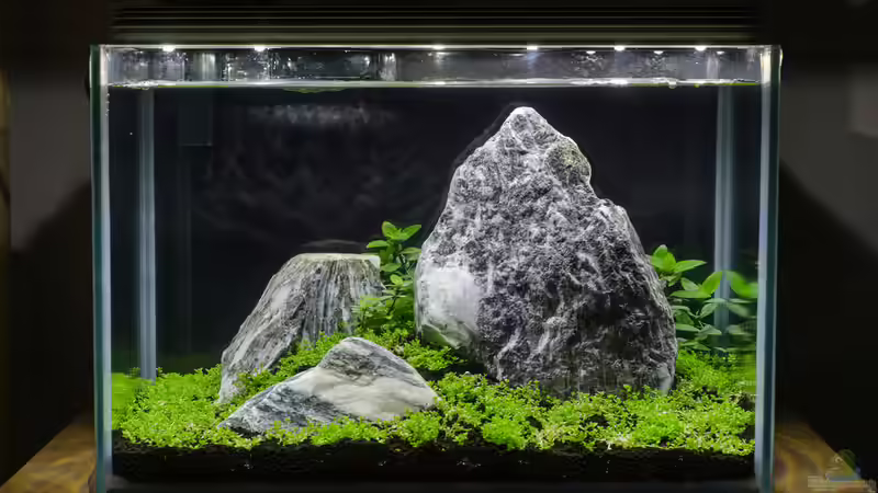 Gesamtansicht, drei Wochen nach dem Start und zwei Tage nach dem Befüllen Gesamtansicht, drei Wochen nach dem Start und zwei Tage nach dem Befüllen