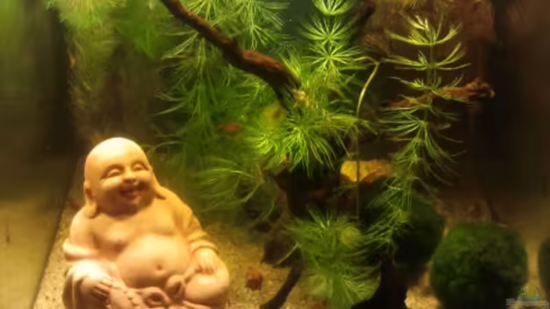 Gesamtansicht Gesamtansicht