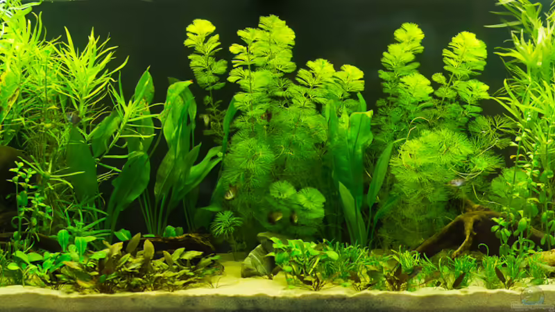 Gesamtansicht 10.06.2012 Gesamtansicht 10.06.2012