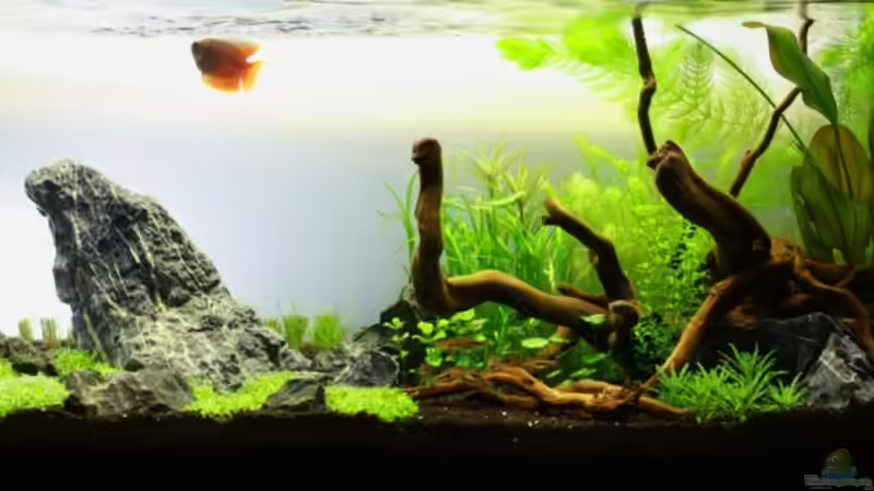 Gesamtansicht 8.Tag Gesamtansicht 8.Tag