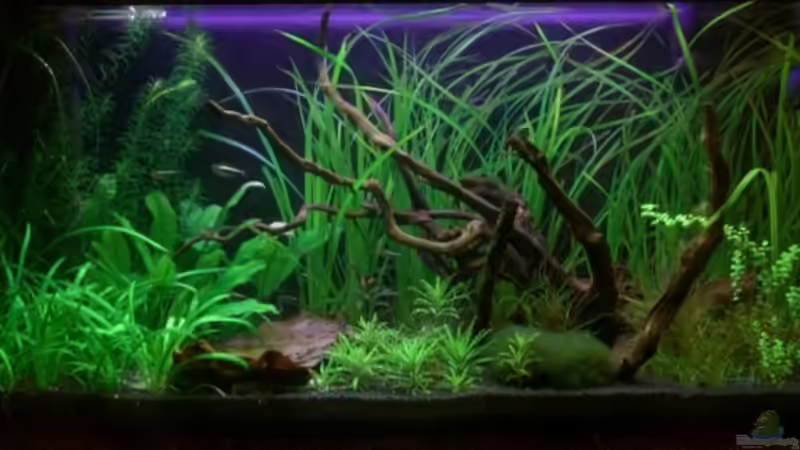 Gesamtansicht 9.12.08 Gesamtansicht 9.12.08