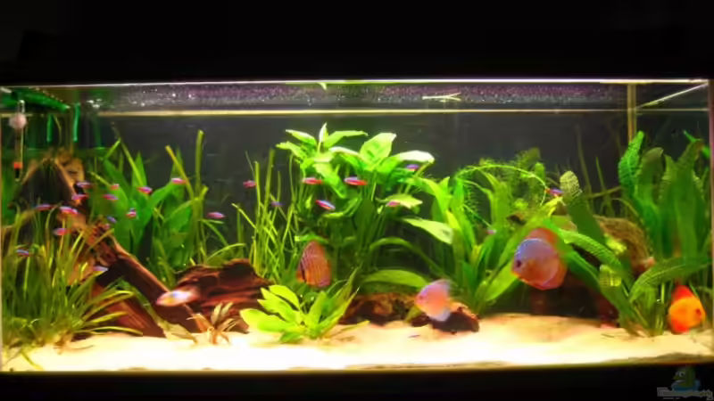 Gesamtansicht am 03.03.2009 Gesamtansicht am 03.03.2009