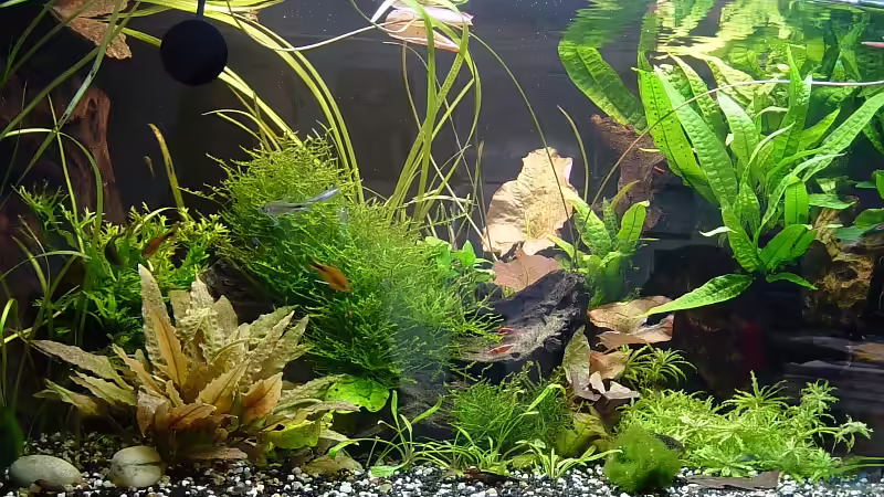 Gesamtansicht Januar 2009 Gesamtansicht Januar 2009