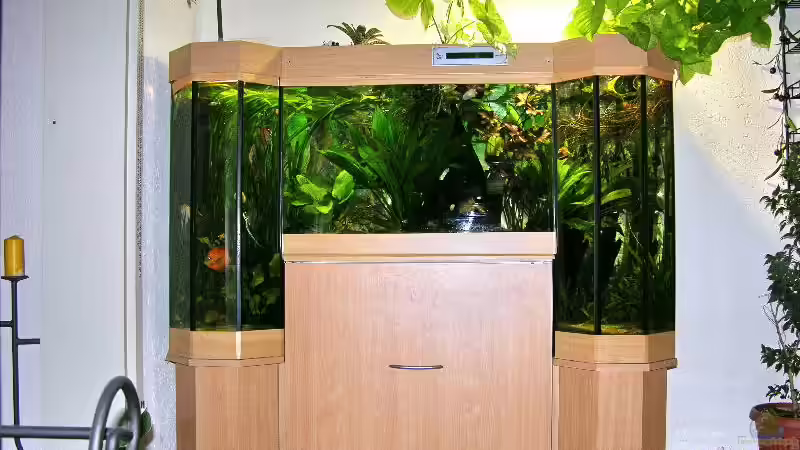 Gesamtansicht (mit HQI Leuchte und Pflanzen) Gesamtansicht (mit HQI Leuchte und Pflanzen)