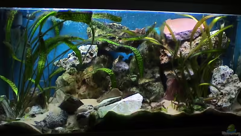 Gesamtansicht Tanganjikabecken Gesamtansicht Tanganjikabecken