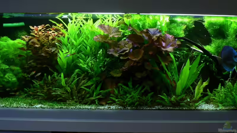 Gesamtansicht Gesamtansicht