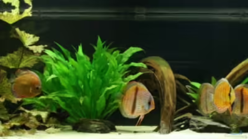 Gesamtansicht Gesamtansicht