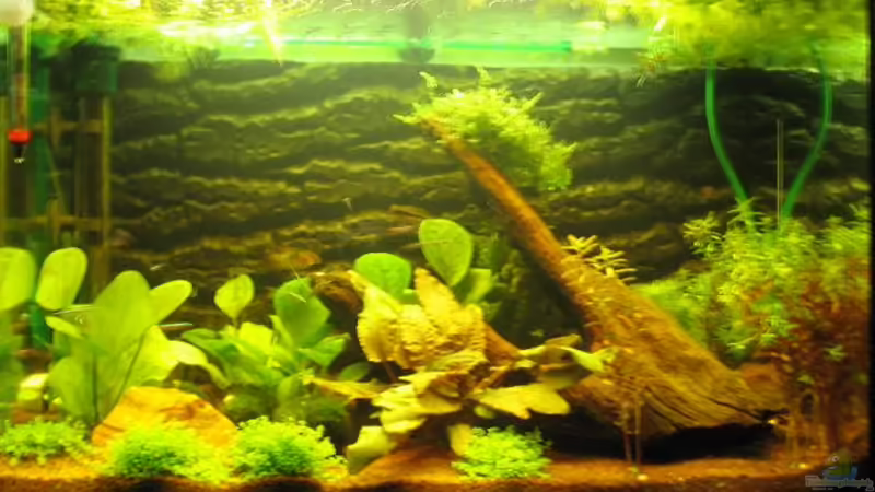 Gesamtansicht Gesamtansicht