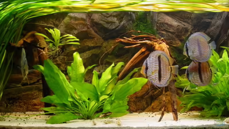 Gesamtansicht Gesamtansicht