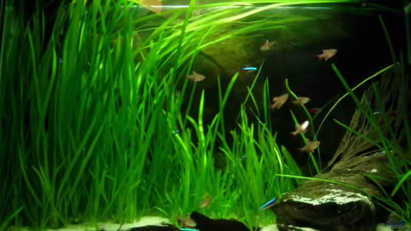 Gesamtbecken Gesamtbecken