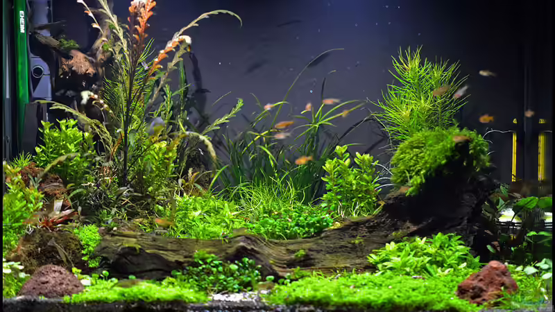 Gesamtbild (Sommer 2013) Gesamtbild (Sommer 2013)