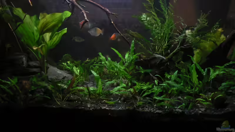 Gesamteindruck zu Beginn 08.02.2013 Gesamteindruck zu Beginn 08.02.2013