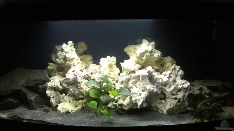 Gesamtes Aquarium (schönere Bilder folgen) Gesamtes Aquarium (schönere Bilder folgen)