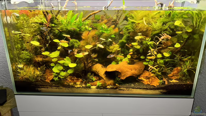 Gesellschafts Becken Gesellschafts Becken