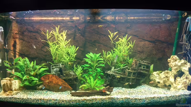 Gesellschaftsaquarium Gesellschaftsaquarium