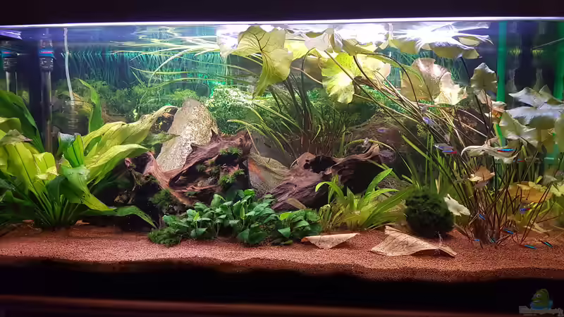 Gesellschaftsaquarium Gesellschaftsaquarium