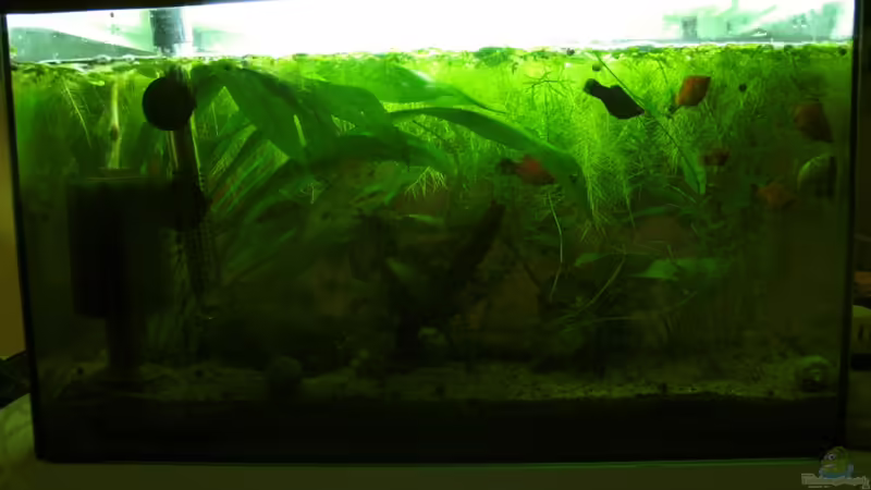 Gesellschaftsbecken 12.12.09 Gesellschaftsbecken 12.12.09