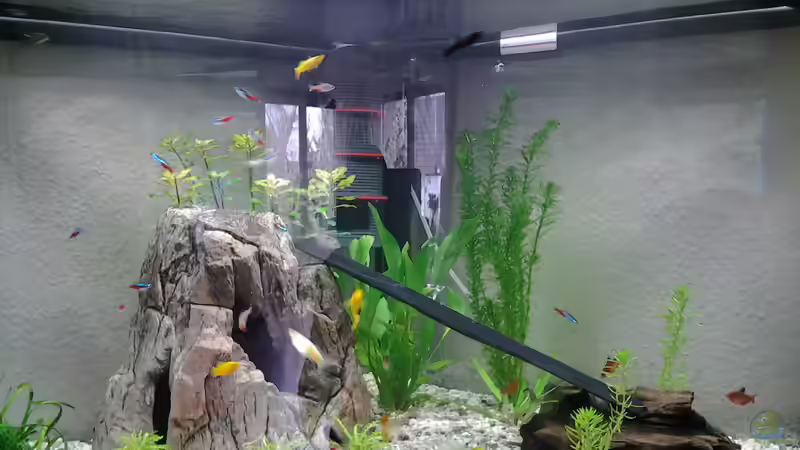 Gesellschaftsbecken 190 l triton Gesellschaftsbecken 190 l triton