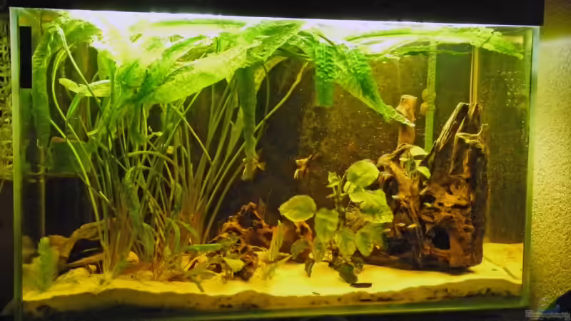 Gesellschaftsbecken 240 l Gesellschaftsbecken 240 l