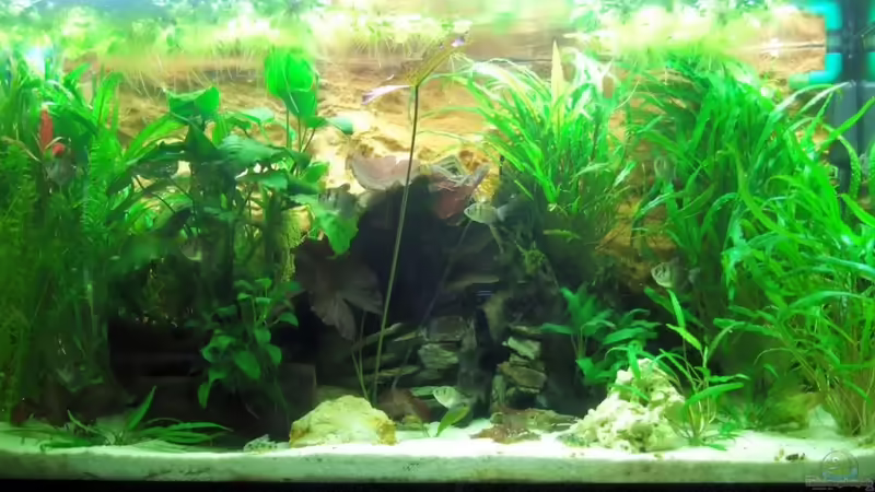 Gesellschaftsbecken 300l Gesellschaftsbecken 300l