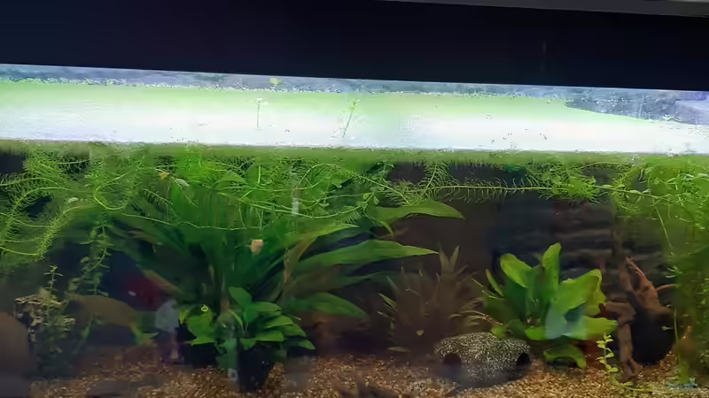 Gesellschaftsbecken mit Besatz aus Mittelamerika Gesellschaftsbecken mit Besatz aus Mittelamerika