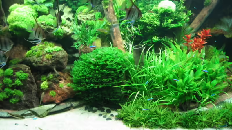 Gesellschaftsbecken mit Riff Gesellschaftsbecken mit Riff