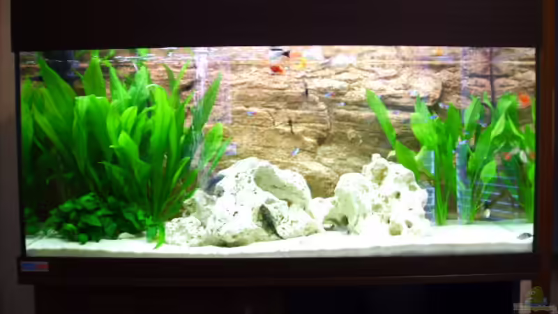 Gesellschaftsbecken Gesellschaftsbecken