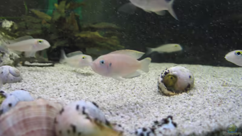 Gesellschaftsbecken Gesellschaftsbecken