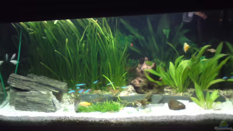 Gesellschaftsbecken Gesellschaftsbecken