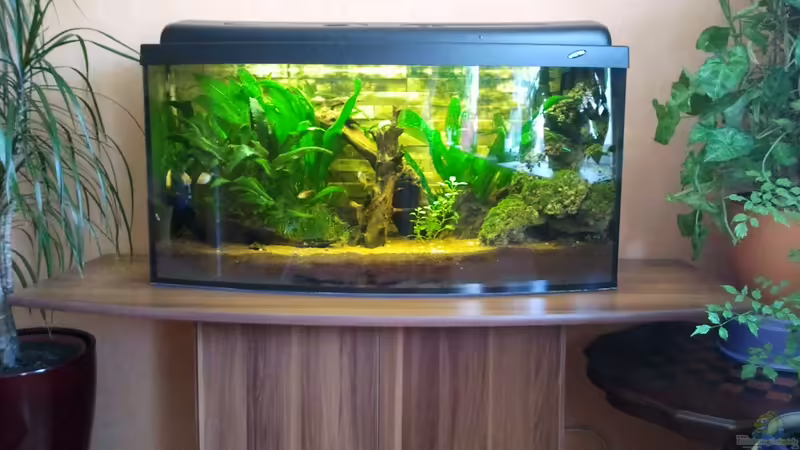 Gesellschaftsbecken Gesellschaftsbecken