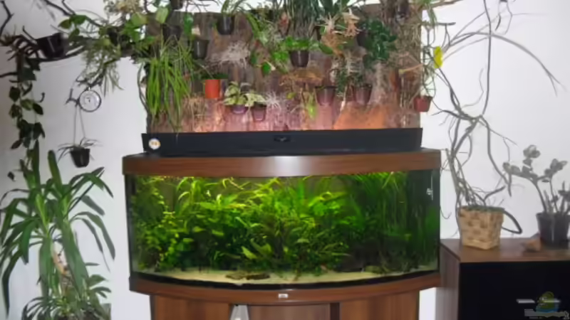 Gesellschaftsbecken Gesellschaftsbecken