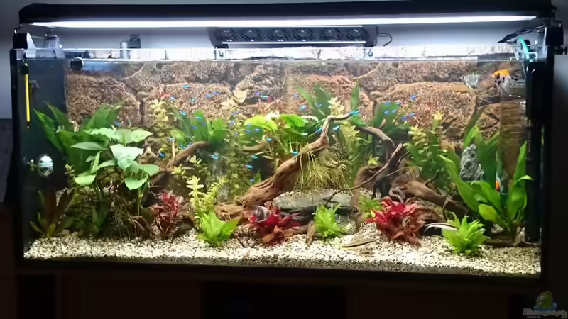 Gesellschaftsbecken Gesellschaftsbecken