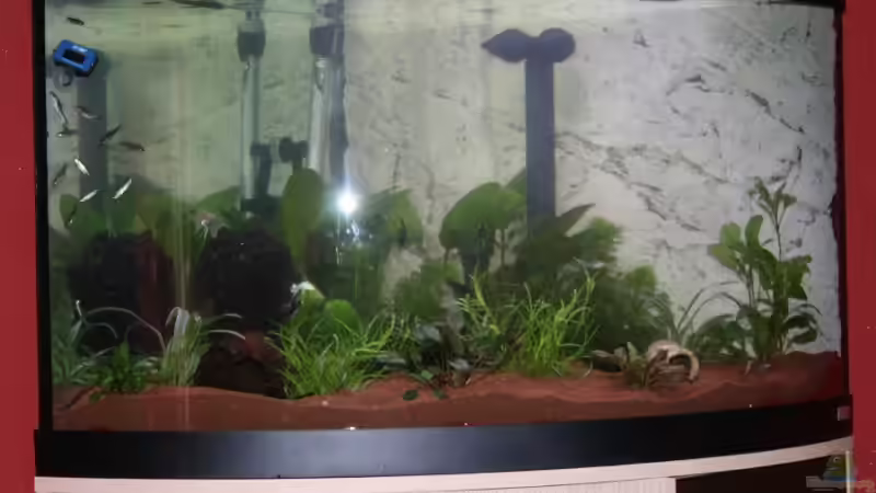 Gesellschaftsbecken Gesellschaftsbecken