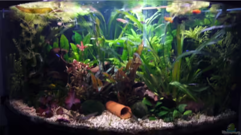 Gesellschaftsbecken Gesellschaftsbecken