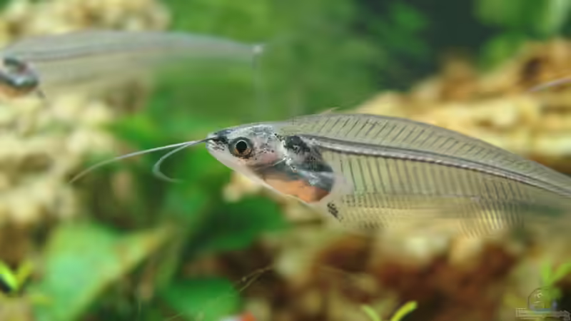 Einrichtungsbeispiele für den Indischen Glaswels (Kryptopterus vitreolus)