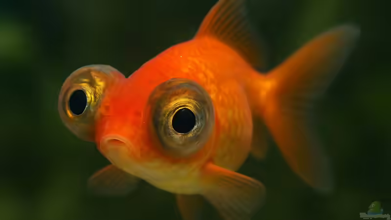 Glotzaugen bei Zierfischen - Ursachen, Behandlung und Vorbeugung