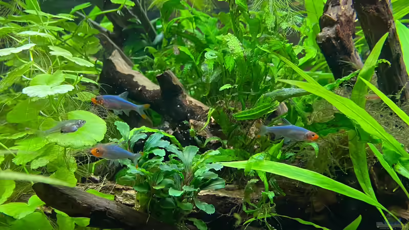 Sawbwa resplendens im Aquarium halten (Einrichtungsbeispiele für Nacktlaube)